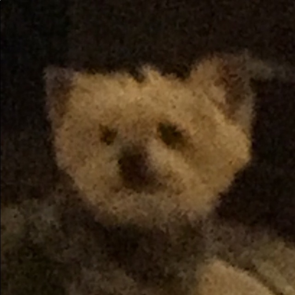 Meet your Posher, Lindsey